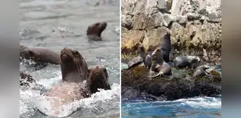 Alerta en Ica por la muerte inusual de lobos marinos en dos áreas naturales protegidas: Minam y Sernanp activan vigilancia
