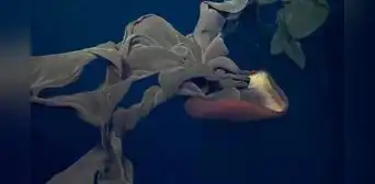 Con brazos que superan los 10 metros de largos: una criatura gigante y única habita en las profundidades del océano