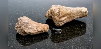 Científicos logran identificar el fósil del primer dinosaurio hallado en la Amazonía de Ecuador después de 8 años del hallazgo Científicos logran identificar el fósil del primer dinosaurio hallado en la Amazonía de Ecuador después de 8 años del hallazgo