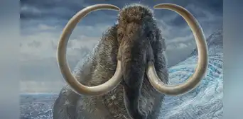 Científicos pensaron que eran huesos de mamut y los guardaron durante 70 años, pero resultaron ser de un animal muy diferente Científicos pensaron que eran huesos de mamut y los guardaron durante 70 años, pero resultaron ser de un animal muy diferente