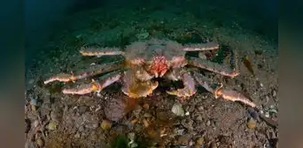 Científicos soviéticos liberaron cangrejos de hasta dos metros de largo en mares europeos: décadas después, se desató el caos Científicos soviéticos liberaron cangrejos de hasta dos metros de largo en mares europeos: décadas después, se desató el caos