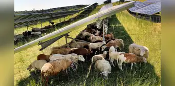 Una empresa pone 100 ovejas para pastar debajo de 31.000 paneles solares y demuestra cómo coexisten la agricultura y la energía Una empresa pone 100 ovejas para pastar debajo de 31.000 paneles solares y demuestra cómo coexisten la agricultura y la energía
