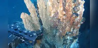 Japón descubre el lugar perfecto para una mina de oro: un cráter volcánico bajo el mar