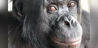 Unos científicos pusieron dos tazas frente a un primate y el animal hizo algo que se creía exclusivo de los humanos Unos científicos pusieron dos tazas frente a un primate y el animal hizo algo que se creía exclusivo de los humanos