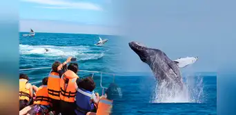 Perú inicia la temporada de avistamiento de ballenas 2026: fechas, lugares y cuánto cuesta el tour para observar estos cetáceos marinos