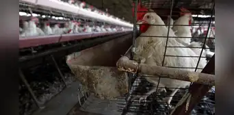 ¡Alerta! Senasa declara emergencia sanitaria en todo el país por influenza aviar en aves de corral y dispone prohibiciones