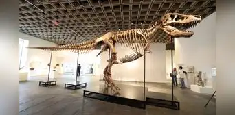 Un T. Rex gigante llamado ‘Gus’ fue vendido por US$ 50.1 millones y se convierte en el fósil de dinosaurio más caro
