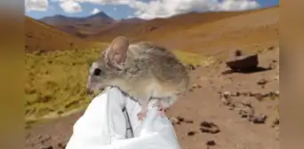 Un roedor de los Andes es el único mamífero capaz de vivir a 6700 metros, bajo temperaturas de congelación y casi sin oxígeno Un roedor de los Andes es el único mamífero capaz de vivir a 6700 metros, bajo temperaturas de congelación y casi sin oxígeno