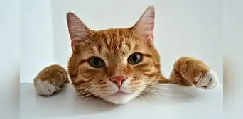 Experimento científico revela que los gatos identifican palabras más rápido que los bebés Experimento científico revela que los gatos identifican palabras más rápido que los bebés