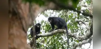 Una nueva especie para la ciencia: un mono que se escondía en la selva tropical del Congo
