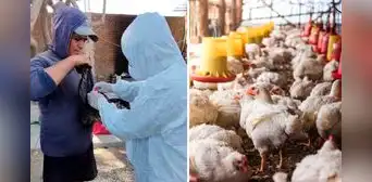 Senasa confirma brote de gripe aviar en Chiclayo: sacrifican 54 aves y descartan riesgo por consumir pollo o huevos Senasa confirma brote de gripe aviar en Chiclayo: sacrifican 54 aves y descartan riesgo por consumir pollo o huevos