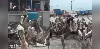 Cientos de pelícanos invaden terminal pesquero de Trujillo por falta de peces: temen riesgo sanitario