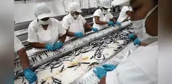 PBI peruano desacelera a 1,8% en mayo tras desplome de la pesca y caída de la manufactura PBI peruano desacelera a 1,8% en mayo tras desplome de la pesca y caída de la manufactura