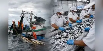 PBI peruano desacelera a 1,8% en mayo tras desplome de la pesca y caída de la manufactura