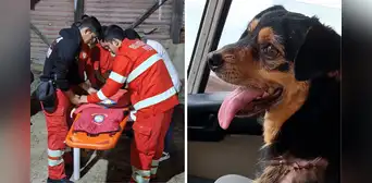Bomberos despiden a Carbón, perrito que acompañó sus labores por seis años: “Nos deja un gran vacío” Bomberos despiden a Carbón, perrito que acompañó sus labores por seis años: “Nos deja un gran vacío”