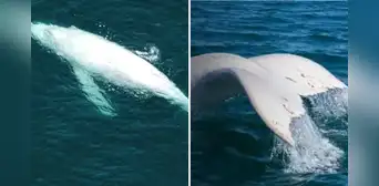Avistan nuevamente a Suru, la rara ballena jorobada blanca, en el mar de Piura: recorrió miles de kilómetros desde Costa Rica