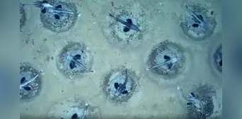 Científicos descubrieron una ciudad submarina de 60 millones de nidos de peces bajo una plataforma de hielo en la Antártida