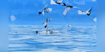 Científicos crean el primer robot a escala de un ave capaz de nadar, bucear y volver a volar Científicos crean el primer robot a escala de un ave capaz de nadar, bucear y volver a volar