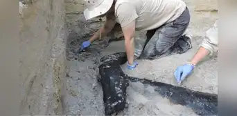Arqueólogos descubren una estructura de madera de 476.000 años de antiguedad que no fue construida por Homo sapiens Arqueólogos descubren una estructura de madera de 476.000 años de antiguedad que no fue construida por Homo sapiens