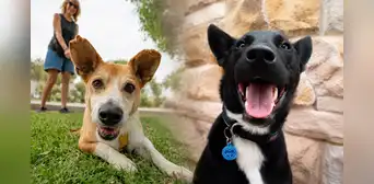 ¿Por qué se celebra el Día Mundial del Perro el 21 de julio? Conoce el triste origen de esta fecha ¿Por qué se celebra el Día Mundial del Perro el 21 de julio? Conoce el triste origen de esta fecha