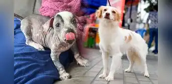Día Mundial del Perro: conoce al viringo, al pastor Chiribaya y su legado ancestral en el Perú Día Mundial del Perro: conoce al viringo, al pastor Chiribaya y su legado ancestral en el Perú