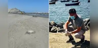 Pelícanos mueren en playas de Trujillo por falta de alimento y biólogo alerta riesgo sanitario