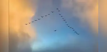Revelan el secreto del vuelo en formación "V" de las aves: ahorran más energía con un simple truco en sus alas