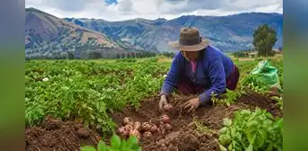 Agricultura familiar que abastece el 70% de los alimentos del país está en riesgo ante un Niño muy fuerte Agricultura familiar que abastece el 70% de los alimentos del país está en riesgo ante un Niño muy fuerte