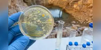 Científicos descubren bacterias capaces de inmovilizar hasta el 96% del uranio y abren una nueva vía para descontaminar el agua. Científicos descubren bacterias capaces de inmovilizar hasta el 96% del uranio y abren una nueva vía para descontaminar el agua.