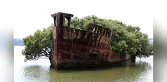 En el puerto de Sidney, un buque de carga de 1.140 toneladas lleva oxidándose desde 1972: al final fue engullido por un bosque entero