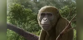 Científicos identifican un antiguo simio en Egipto que redefine la historia de los orígenes humanos Científicos identifican un antiguo simio en Egipto que redefine la historia de los orígenes humanos