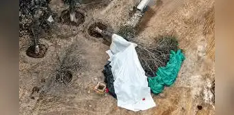Campo de Marte: la millonaria obra de la MML que mató 63 árboles y deja decenas en riesgo de colapsar