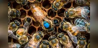 Científicos descubren un mecanismo oculto en el cerebro de las abejas que les asigna sus tareas Científicos descubren un mecanismo oculto en el cerebro de las abejas que les asigna sus tareas