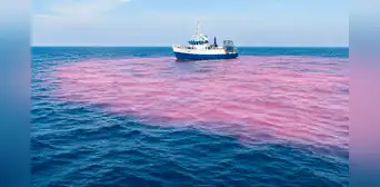 Científicos vierten 16.500 galones de soda cáustica y tiñen de rosa una parte del océano en un experimento contra el cambio climático Científicos vierten 16.500 galones de soda cáustica y tiñen de rosa una parte del océano en un experimento contra el cambio climático