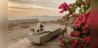 Llevaron cinco gatos a una isla para acabar con una plaga de ratones, pero provocaron la muerte de aves nativas por más de 70 años Llevaron cinco gatos a una isla para acabar con una plaga de ratones, pero provocaron la muerte de aves nativas por más de 70 años