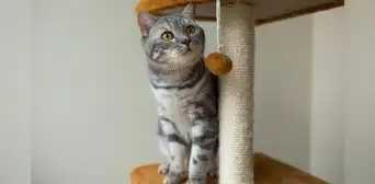 Tu gato no rasca los muebles por capricho: la razón está relacionada con su bienestar físico y emocional Tu gato no rasca los muebles por capricho: la razón está relacionada con su bienestar físico y emocional