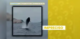 Video de ballena captada en el mar del Callao no es reciente: circula en redes sociales desde julio de 2025