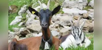 El insólito método que se aplicó en las islas Galápagos para eliminar más de 140.000 cabras invasoras y recuperar su ecosistema El insólito método que se aplicó en las islas Galápagos para eliminar más de 140.000 cabras invasoras y recuperar su ecosistema