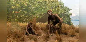 Científicos encuentran rastros de 2 homininos arcaicos desconocidos en el ADN humano