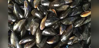 Científicos encuentran microplásticos en los mejillones y caracoles de aguas profundas del Pacífico