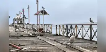 Alertan crisis marina: Pelícanos llegan a muelle de Huanchaco por falta de alimento Alertan crisis marina: Pelícanos llegan a muelle de Huanchaco por falta de alimento