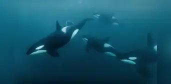 Una criatura de las profundidades del mar es capaz de ahuyentar incluso a las orcas
