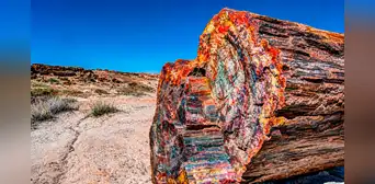 Hace más de 200 millones de años un bosque quedó enterrado: hoy sus troncos sorprenden con un increíble lienzo de colores Hace más de 200 millones de años un bosque quedó enterrado: hoy sus troncos sorprenden con un increíble lienzo de colores