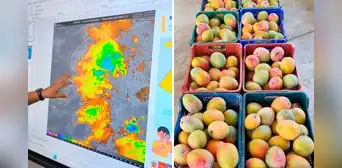 El Niño golpea Lambayeque: temperaturas de hasta 36 °C ponen en riesgo la producción de mango y palta