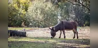 Recuperaron una especie desaparecida hace 40 años y nadie imaginó lo que ocurriría después: el desierto comenzó a recuperar su vegetación