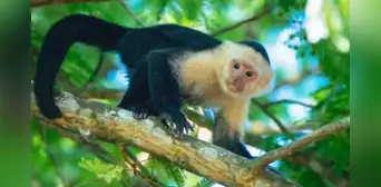 Científicos costarricenses colocaron una pantalla táctil con IA en un bosque salvaje: 16 monos la usaron para obtener plátanos de recompensa