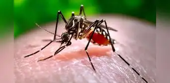 Este mosquito se está volviendo cada vez más resistente a los insecticidas más letales: una enzima le permite neutralizar parte del compuesto químico Este mosquito se está volviendo cada vez más resistente a los insecticidas más letales: una enzima le permite neutralizar parte del compuesto químico
