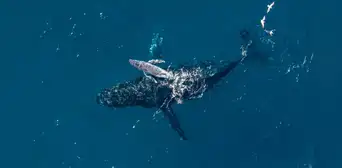 Un dron con cámara graba a una ballena jorobada dando a luz frente a la costa: “Es increiblemente raro”