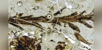 Científicos descubren en la Patagonia una planta de 150 millones de años que revela cómo eran los bosques del Jurásico