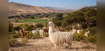 Dejó Lima para vivir en el desierto más árido del Perú: 30 años después, su rebaño de llamas creó un sorprendente ecosistema Dejó Lima para vivir en el desierto más árido del Perú: 30 años después, su rebaño de llamas creó un sorprendente ecosistema